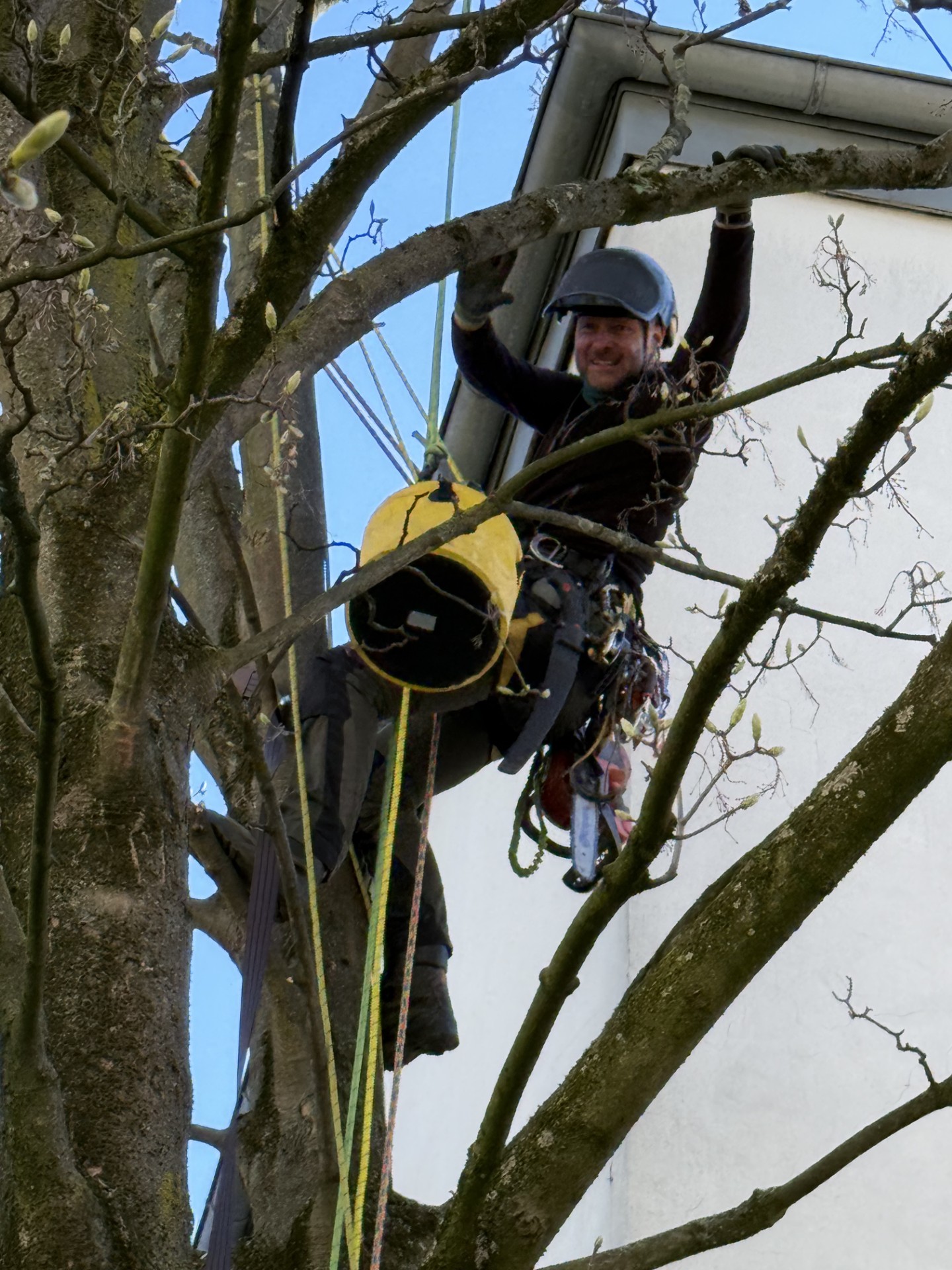 Baumkletterer Ein Baumkletterer tut im Baum seine Arbeit, er hat sich mit Seilen abgesichtert