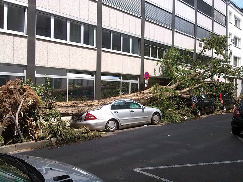 Baumschnitt_2 Baum, welcher auf ein silbernes Auto gefallen ist