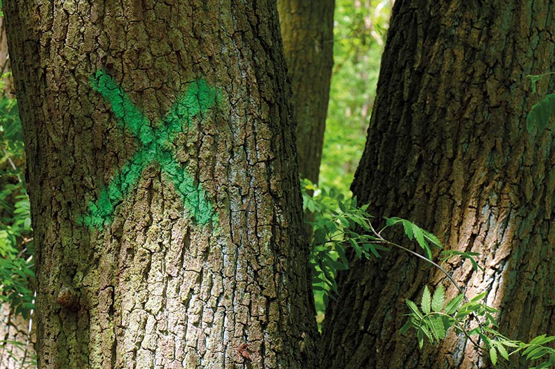 baum-markiert